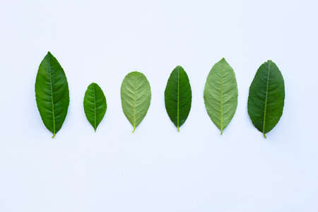 Lemon leaves on white background