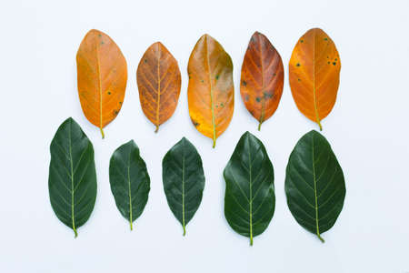 Jackfruit leaves  on white backgroundの写真素材