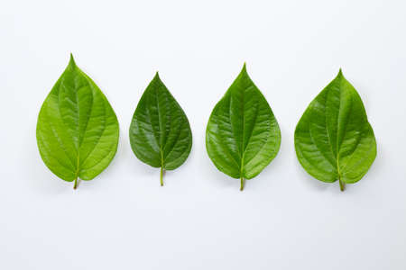 Green betel leaves, Fresh piper betle on white background.の写真素材