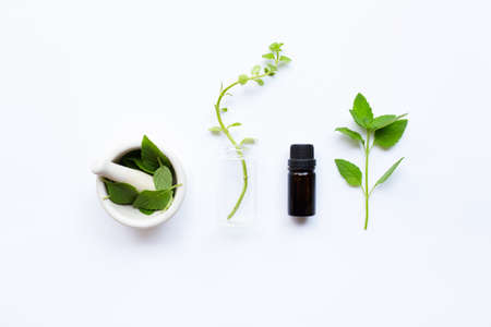 Mint Essential Oil in a Glass Bottle with leaves on white background.の写真素材