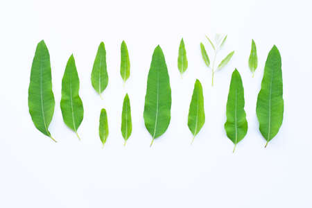 Eucalyptus leaves on white background.の写真素材