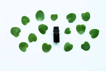 Eucalyptus essential oil on white background.の写真素材