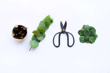 Eucalyptus essential oil with branch, leaves of eucalyptus and vintage scissors on white backgroundの写真素材