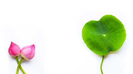 Pink lotus  flowers on white background. Copy spaceの写真素材
