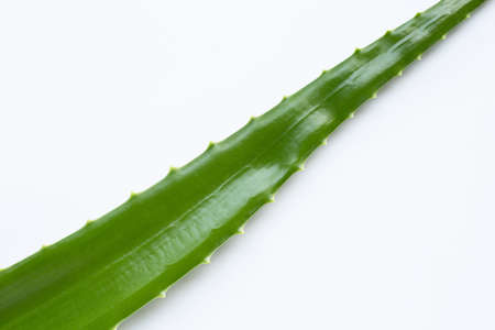 Aloe vera on white background. Copy spaceの写真素材