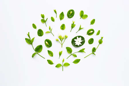 Jasmine flower and leaves on white backgroundの写真素材