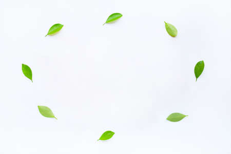 Frame made of green citrus fruit leaves on white background