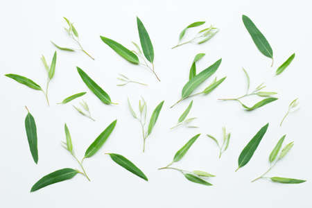 Eucalyptus leaves on white background.の写真素材