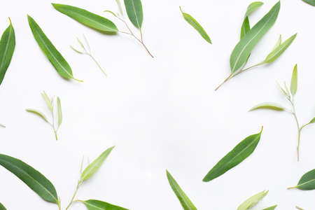 Frame made of Eucalyptus leaves on white  background.の写真素材