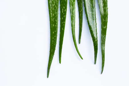 Aloe vera leaves on white. Copy spaceの写真素材