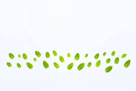Fresh apple mint leaves on white background. Copy space
