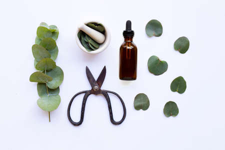 Eucalyptus essential oil on white background.の写真素材