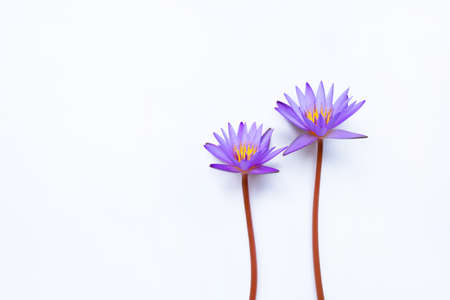 Purple lotus flower blooming on white background. Top view with copy spaceの写真素材