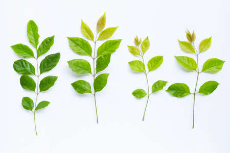 Green leaves  on white background. Top view