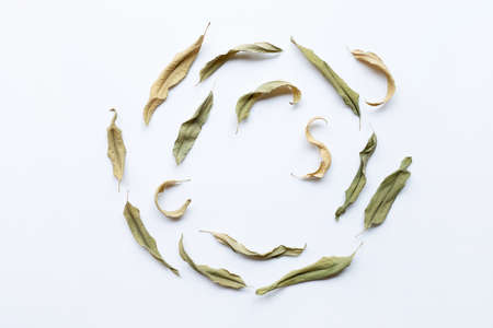 Eucalyptus dry leaves on white background