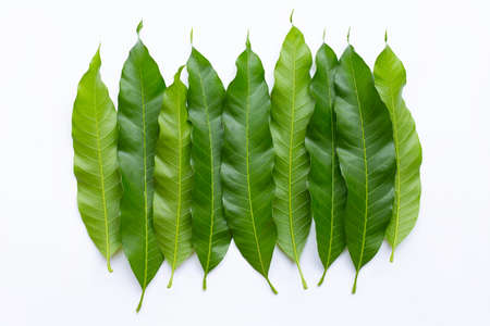 Mango leaves on white background. Top view