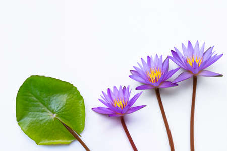 Purple lotus flower blooming on white background. Copy spaceの写真素材