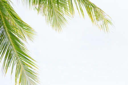 Green leaves of coconut palm treeの写真素材