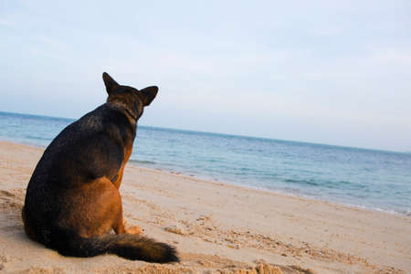 A dog  sitting at the beach. Sad conceptの写真素材