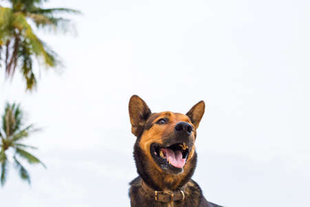 A happy dog  playing at the beach. summer concept