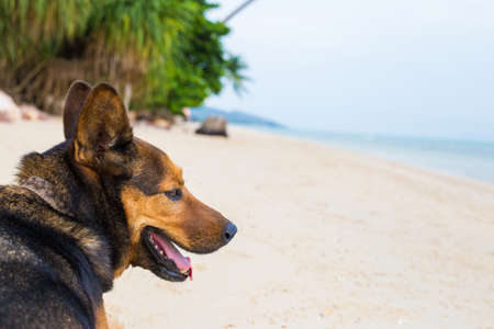 A happy dog  playing at the beach. summer concept