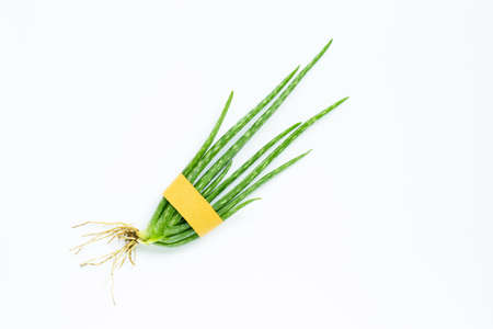 Aloe vera  on white background.