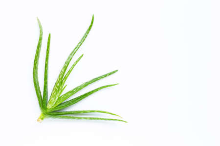 Aloe vera  on white background.の写真素材