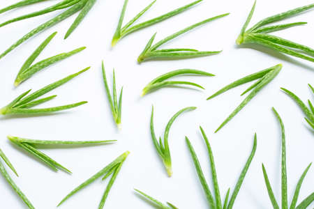 Aloe vera is a popular medicinal plant for health and beauty, on a white background.の写真素材
