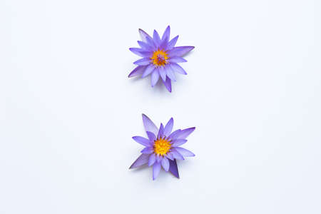 Purple lotus flower blooming on white background. Copy space