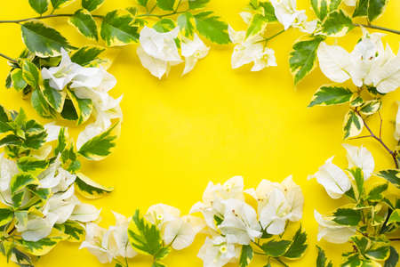 Frame made of beautiful white bougainvillea flower with green yellow leaves on yellow background....