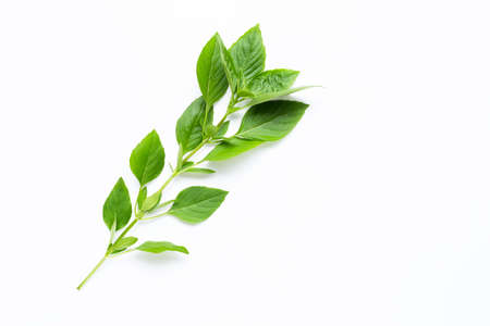 Sweet Basil leaves on white background.の写真素材