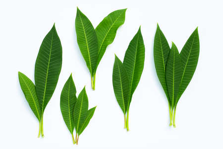 Plumeria leaves on white background. Top view