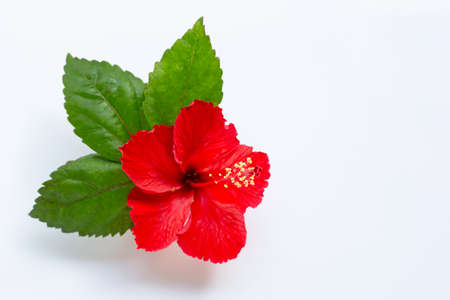 Beautiful red hibiscus flower in full bloom on white background.の写真素材