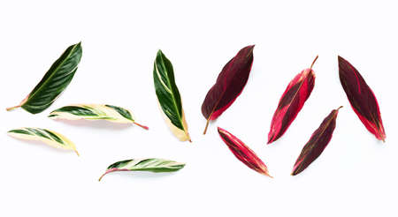 Calathea leaves on white background. Top viewの写真素材