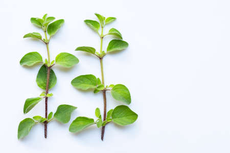 Fresh oregano leaves on white background.の写真素材