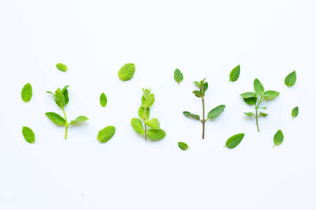 Different types of mint on white background