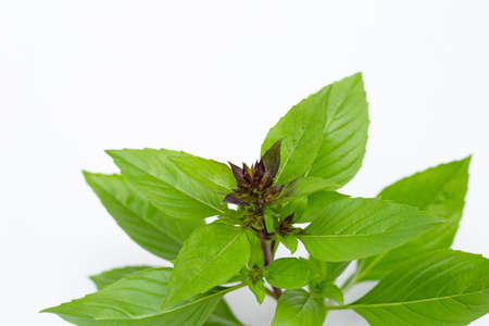 Sweet Basil leaves with flower on white background.