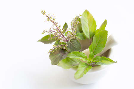 Holy basil leaves with flower in porcelain mortar on white backgroundの写真素材