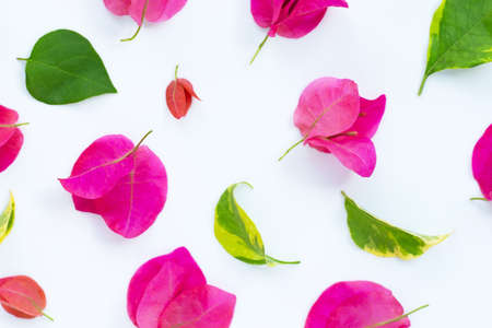 Beautiful red bougainvillea flower on white background.