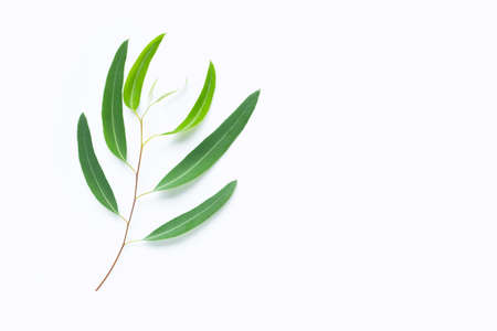 Green eucalyptus branch on white background with copy space