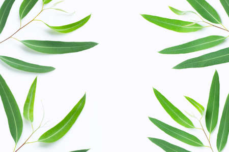 Green eucalyptus branches on white background with copy space