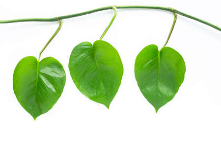 Green heart leaves philodendron on white background.