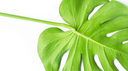 Monstera plant leaf on white backgroundの写真素材