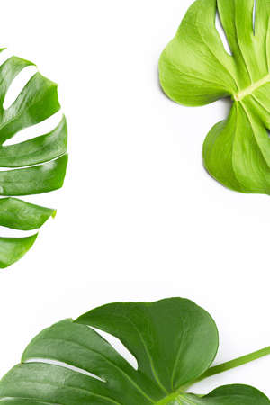 Monstera plant leaves on white backgroundの写真素材