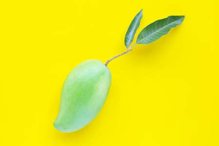 Top view of fresh green mango, Tropical fruit on yellow background. Copy spaceの写真素材