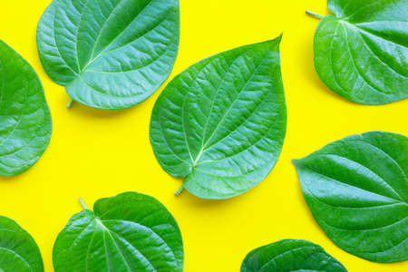 Green betel leaves, Fresh piper betle on yellow background. Top viewの写真素材