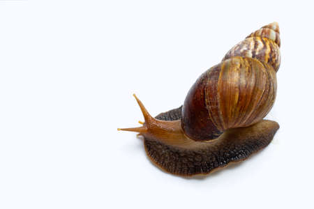 Snail isolated on white background. copy spaceの写真素材