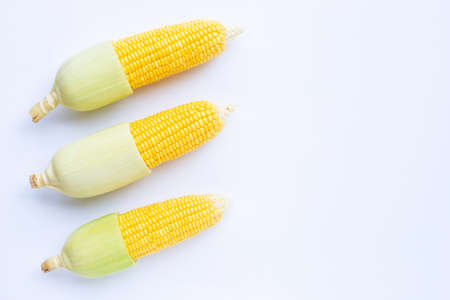 Fresh corn on a white background.の写真素材