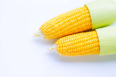 Fresh corn on a white background.の写真素材