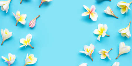 Plumeria or frangipani flower on blue background. Copy spaceの写真素材